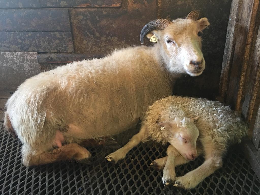Oendolfsstathir Farm B&B Laugar  Eksteriør billede
